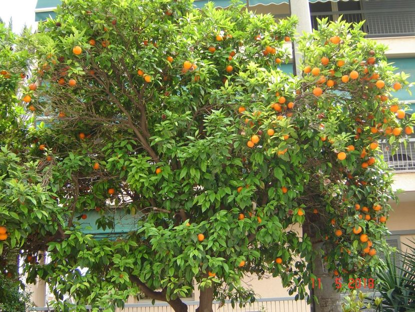  - 2018 mai Atena camera