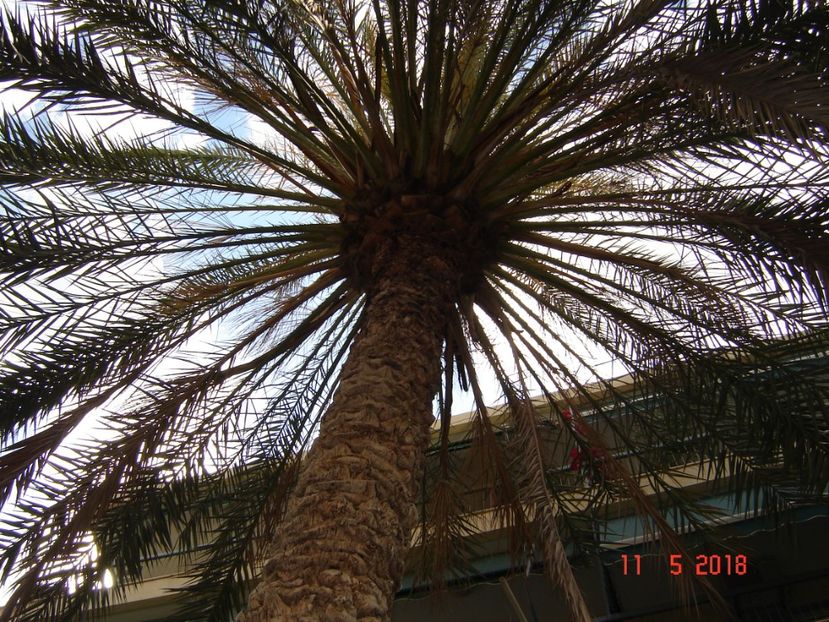  - 2018 mai Atena camera