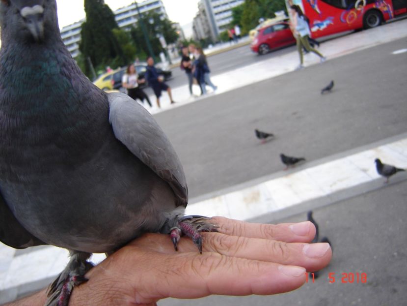  - 2018 mai Atena camera