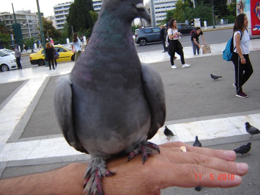  - 2018 mai Atena camera