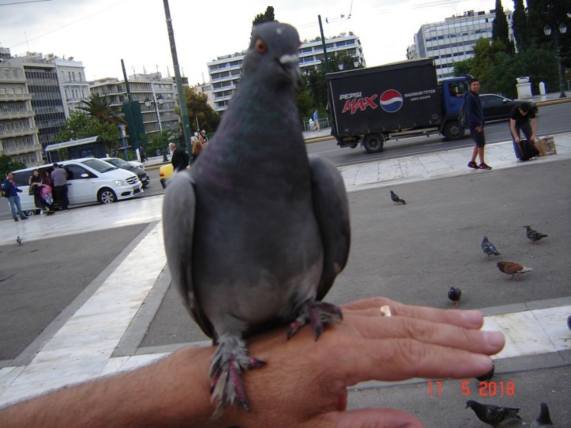  - 2018 mai Atena camera