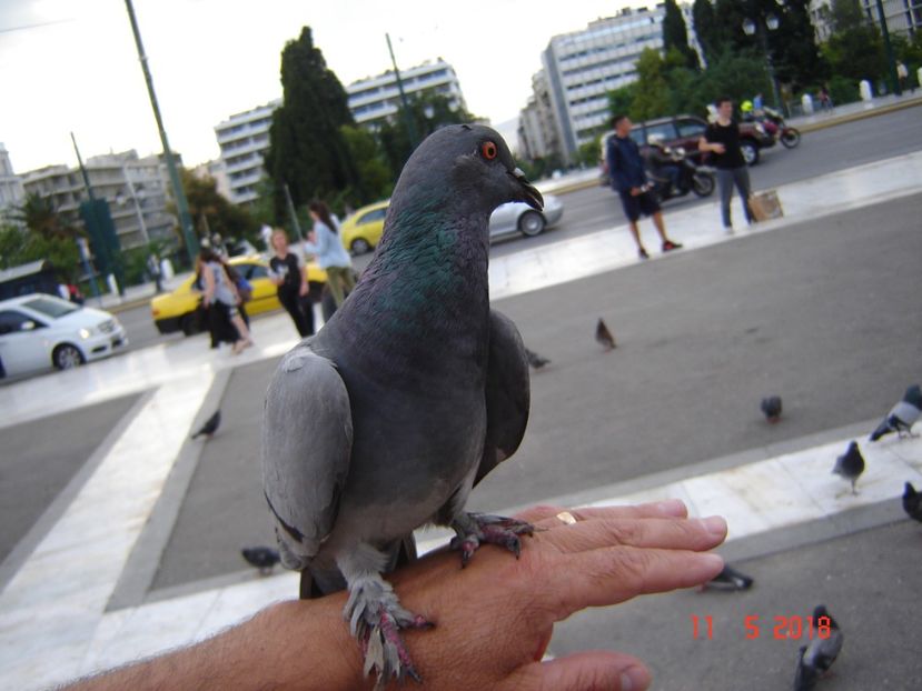  - 2018 mai Atena camera