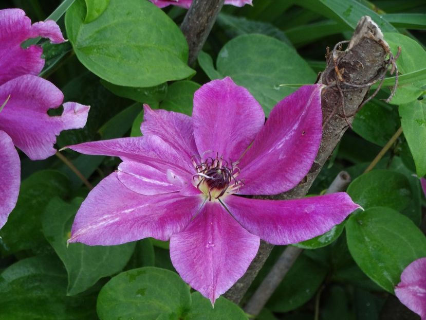  - Plante in gradina 2018