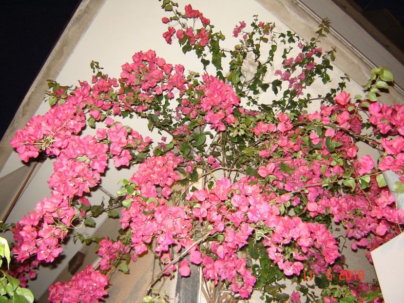  - 2018 mai Atena camera