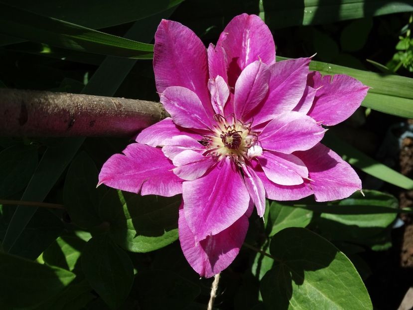  - Plante in gradina 2018
