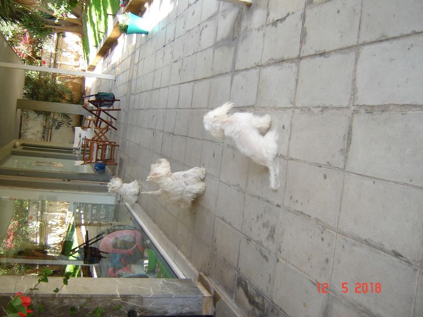  - 2018 mai camera Atena