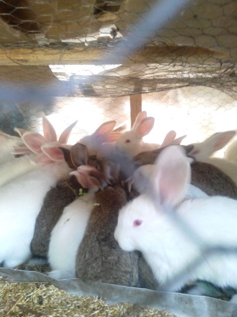  - IEPURI METIS NEO-URIAS