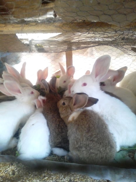  - IEPURI METIS NEO-URIAS