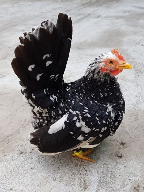 IMG-20180517-WA0022 - Chabo 2018