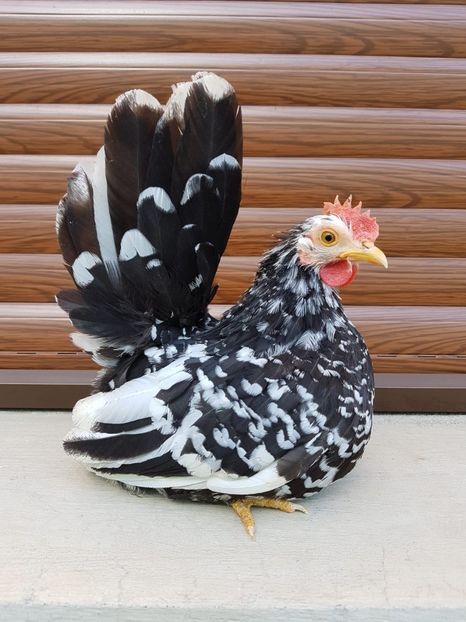 IMG-20180517-WA0016 - Chabo 2018