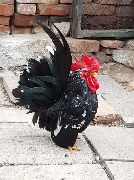 IMG-20180517-WA0001 - Chabo 2018