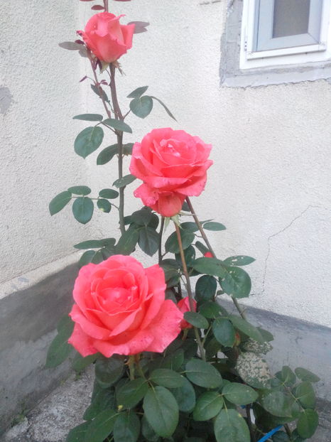  - la tara