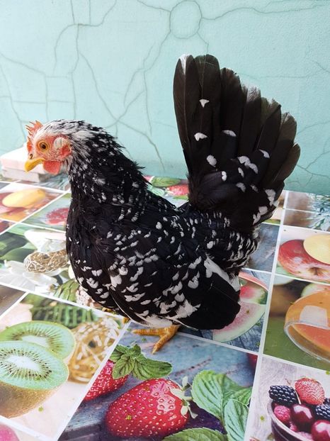 IMG-20180517-WA0021 - Chabo 2018