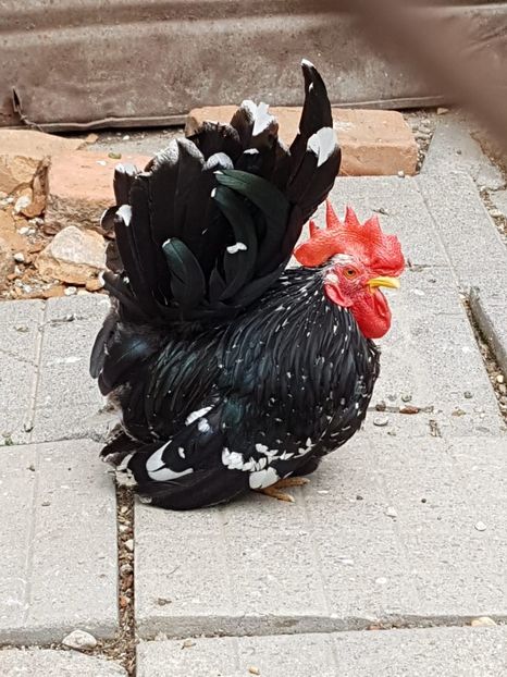 IMG-20180517-WA0008 - Chabo 2018