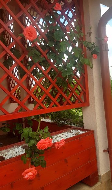  - Dee dee Bridgewater