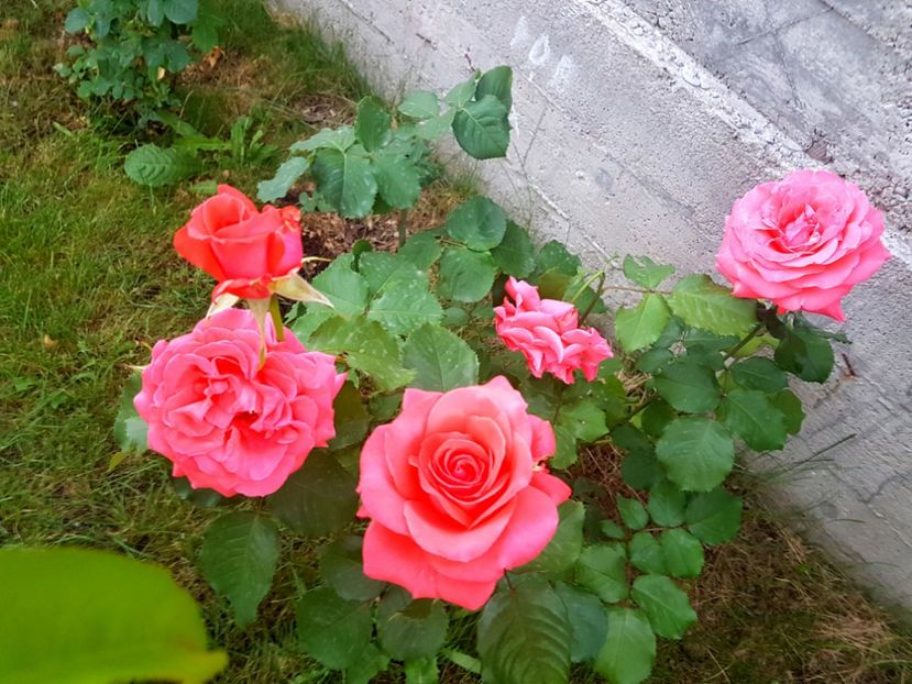  - Dee dee Bridgewater