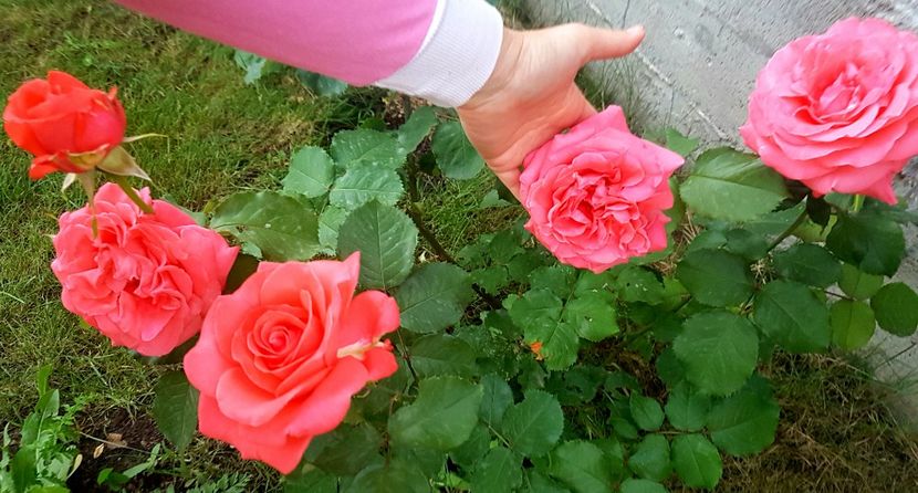  - Dee dee Bridgewater