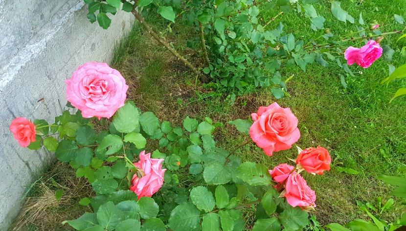  - Dee dee Bridgewater