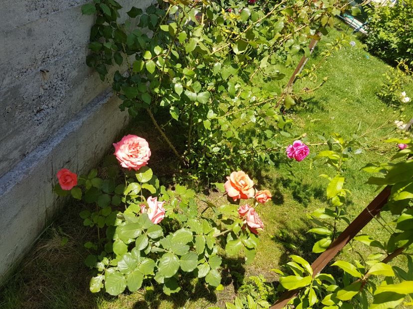  - Dee dee Bridgewater