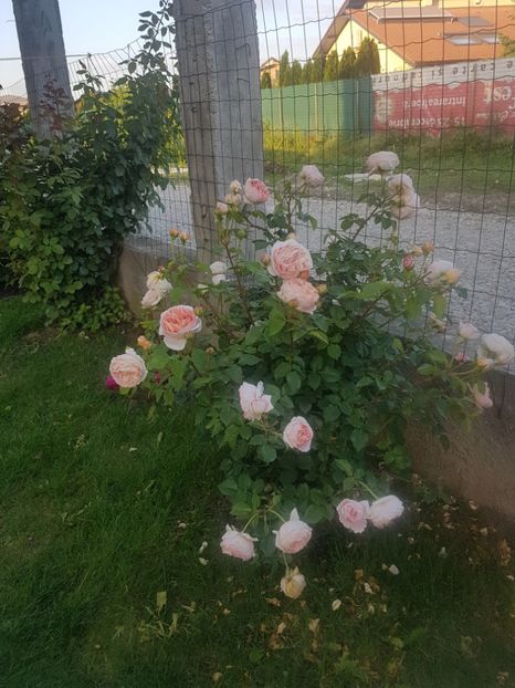  - Abraham Darby