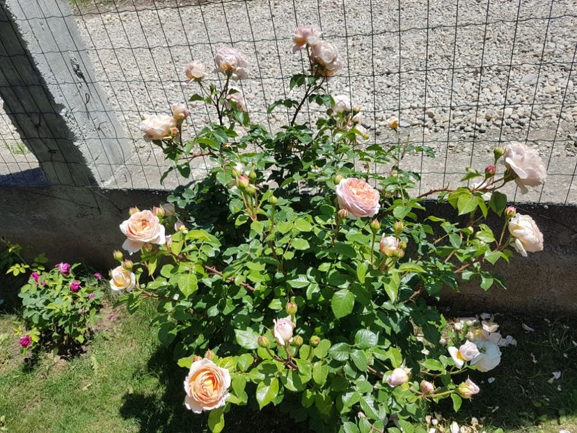  - Abraham Darby