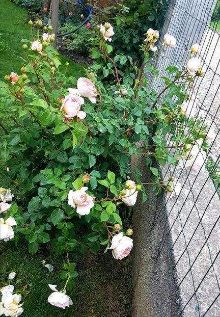  - Abraham Darby