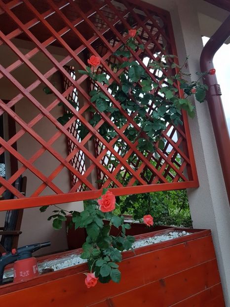  - Dee dee Bridgewater