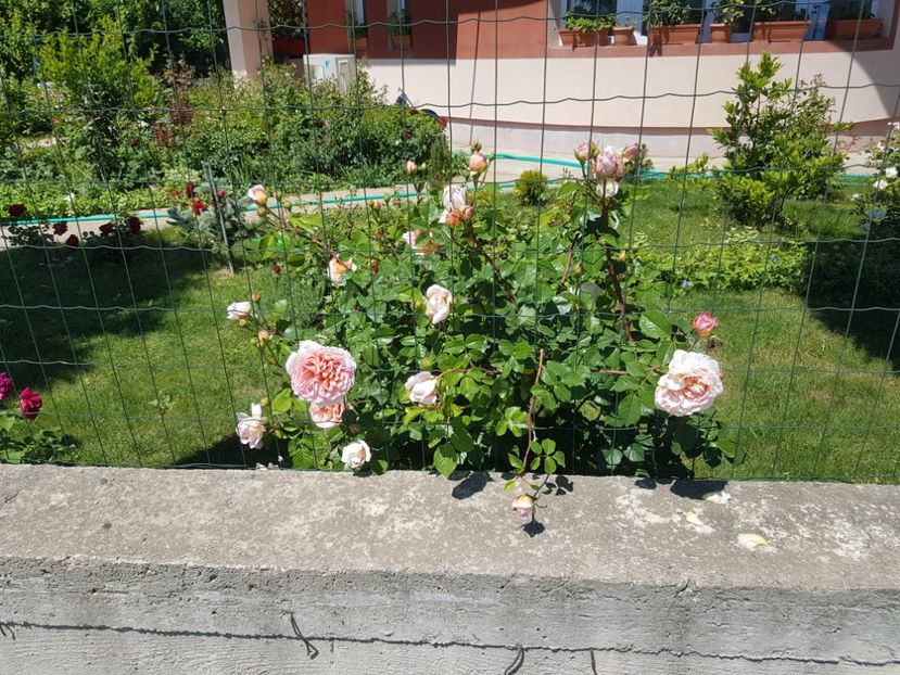  - Abraham Darby