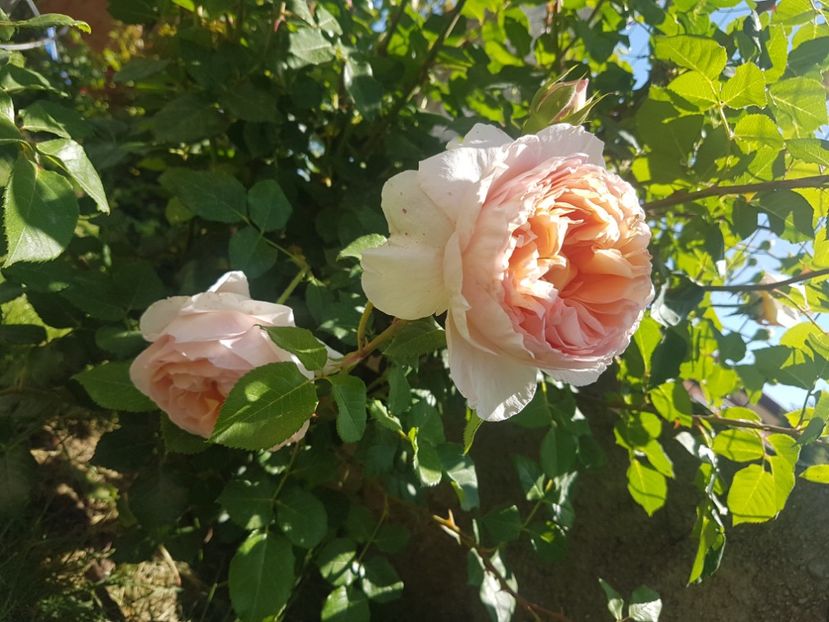  - Abraham Darby
