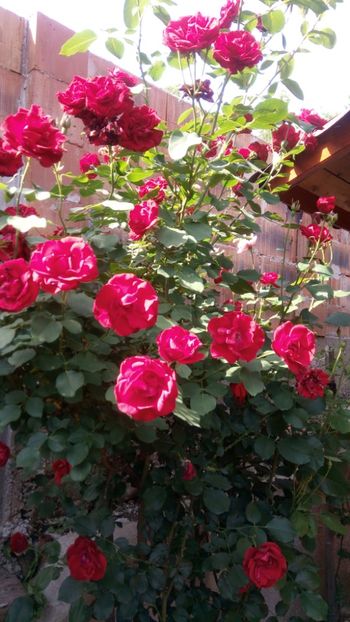  - Necunoscut posibil Paul Scarlet