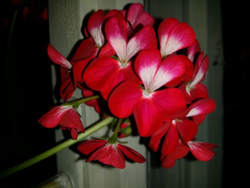  - Plante in ghiveci 2018