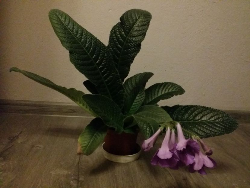  - Plante in ghiveci 2018