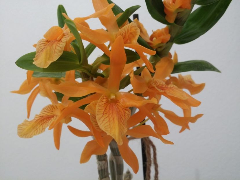  - Plante in ghiveci 2018