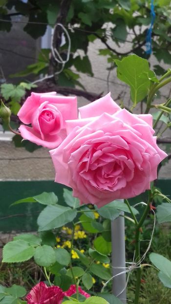 Coral Dawn - 00Trandafiri 2018