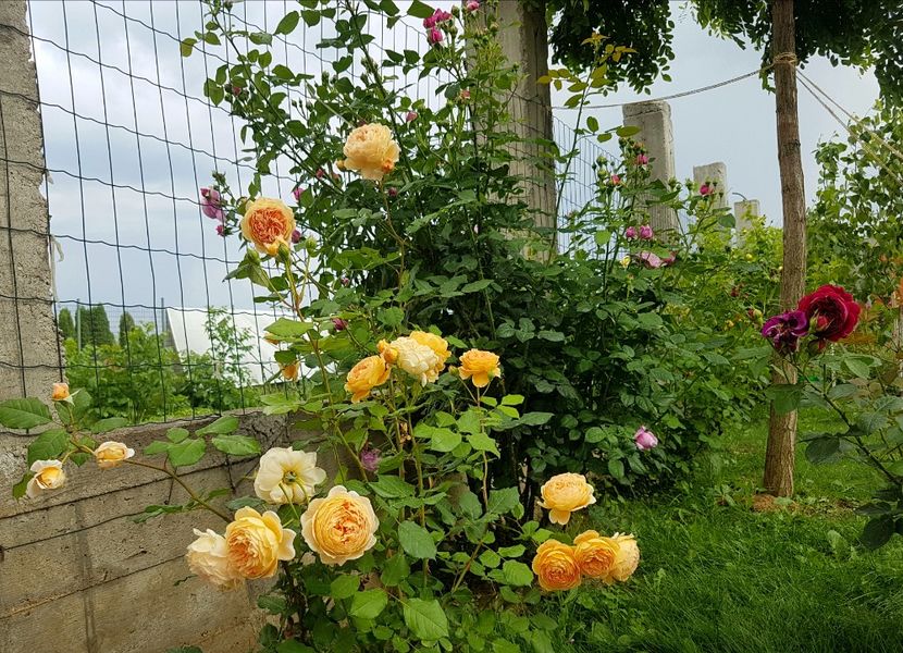  - Crown Princess Margareta