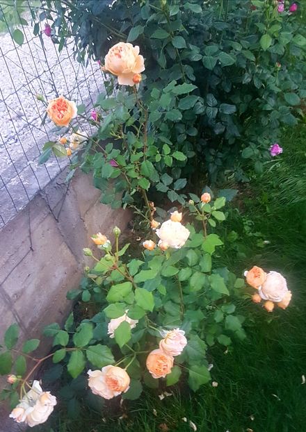  - Crown Princess Margareta