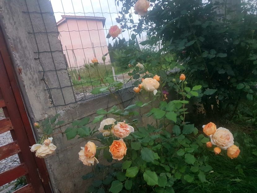  - Crown Princess Margareta