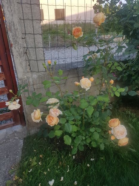  - Crown Princess Margareta