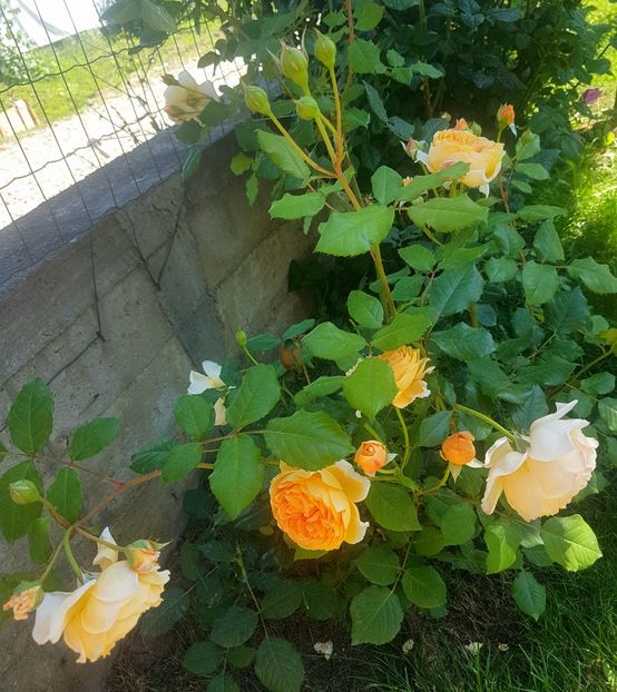  - Crown Princess Margareta
