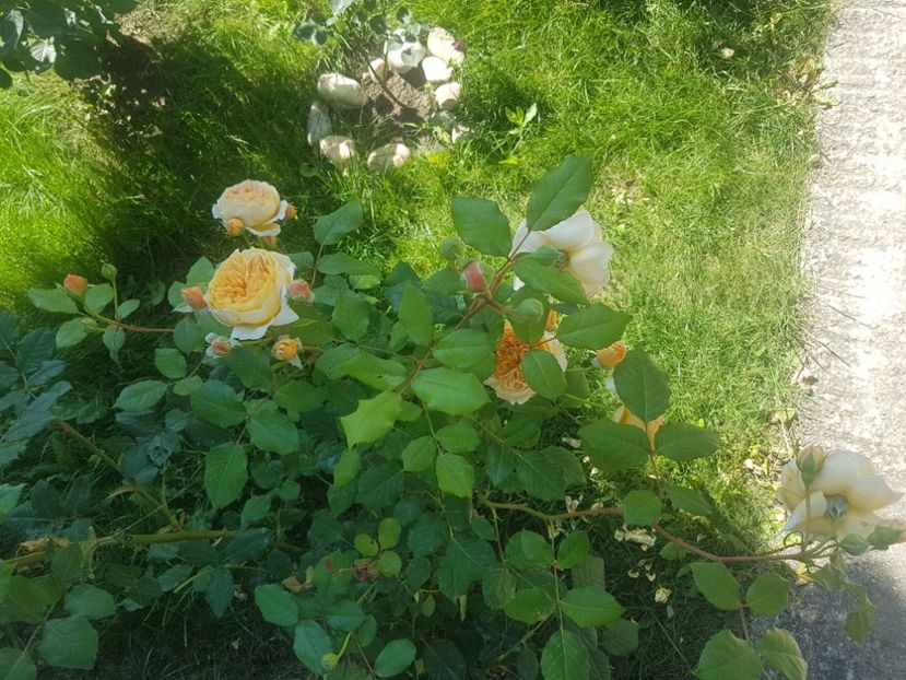  - Crown Princess Margareta