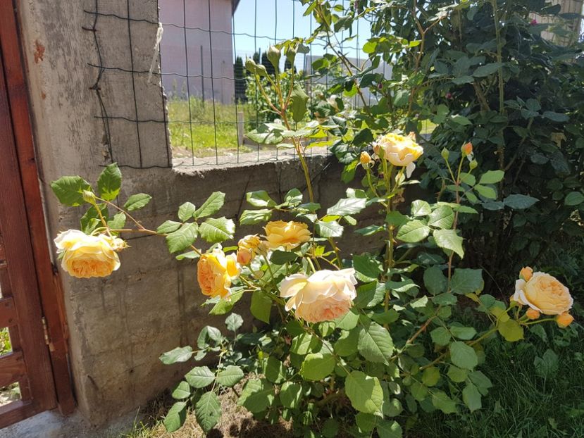  - Crown Princess Margareta