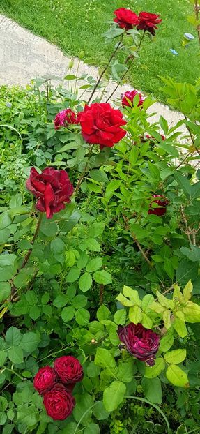 Astrid in fata - Barkarole