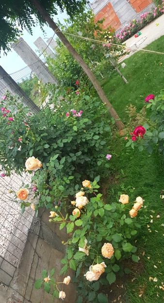  - Gradina mai 2018