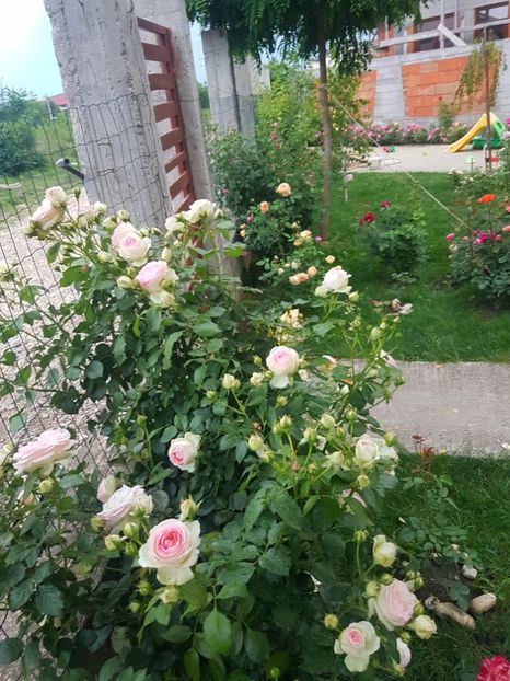  - Gradina mai 2018