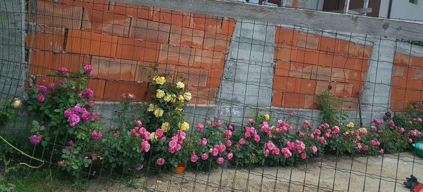  - Gradina mai 2018