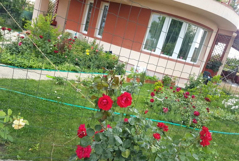  - Gradina mai 2018