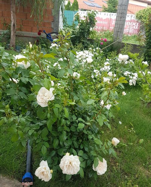  - Gradina mai 2018