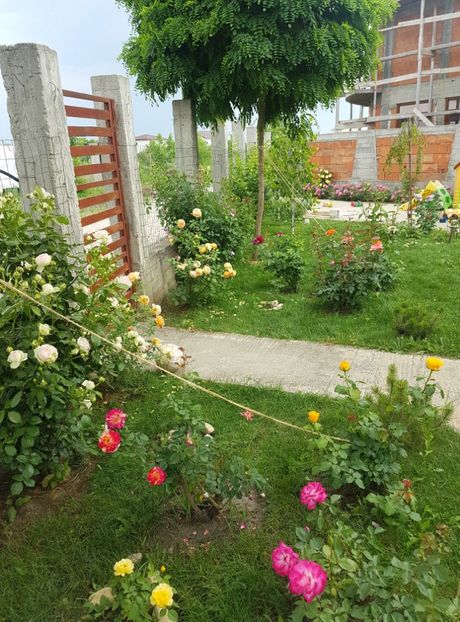  - Gradina mai 2018
