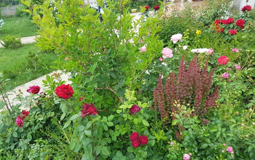  - Gradina mai 2018