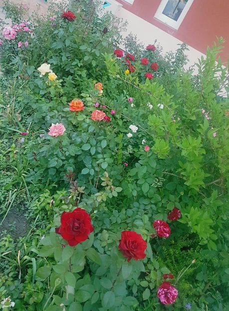  - Gradina mai 2018